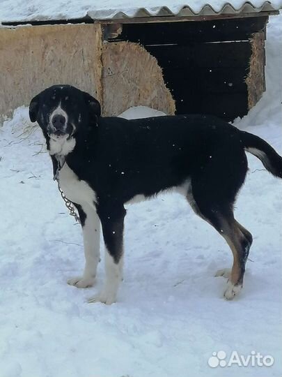Собака в добрые руки отдам бесплатно