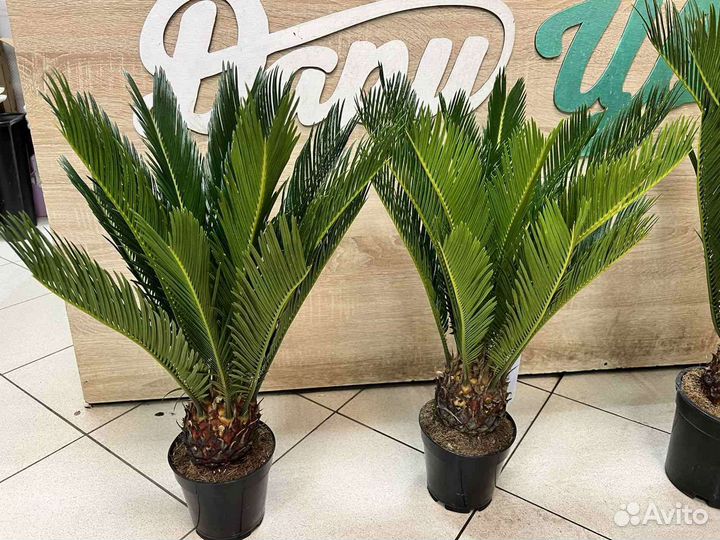 Пальма Цикас