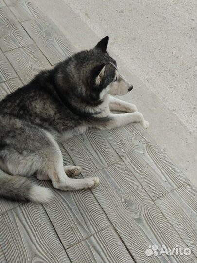 Сибирский хаски