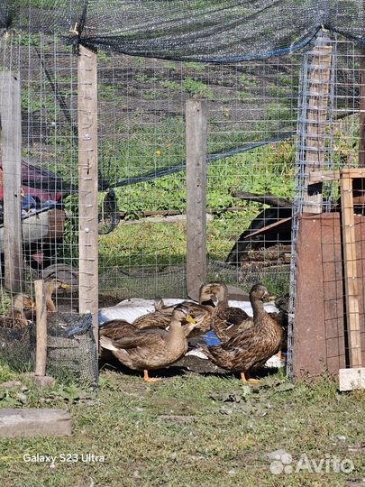 Подсадные утки