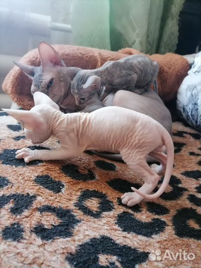 Донской сфинкс