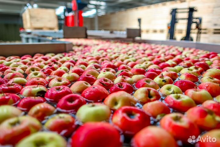Сортировка яблок в Воронежской области