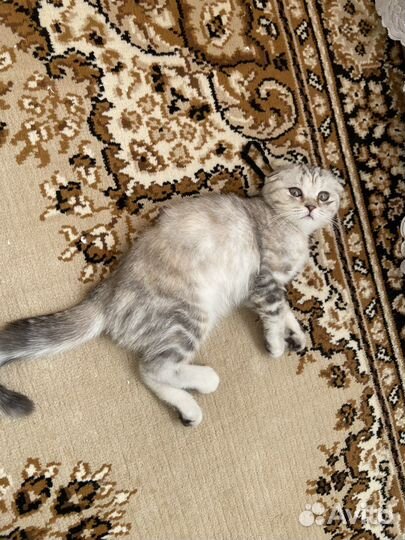 Кошка на вязку