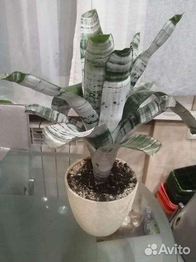 Эхмея