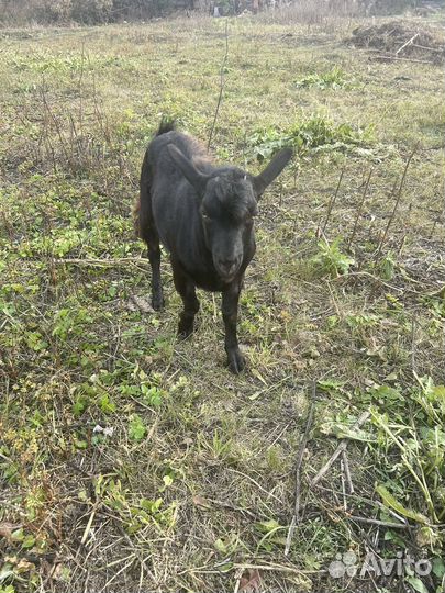 Коза дойная