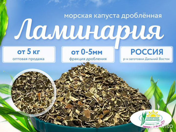 Морская капуста. Ламинария. Опт от 5 кг