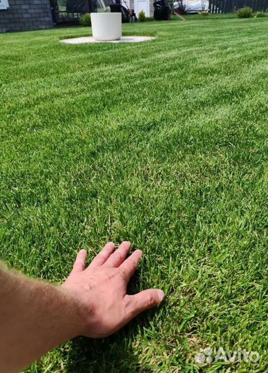 Купить рулонный газон премиум качества