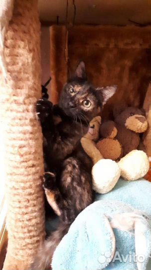 Обнимашка кошечка в добрые руки