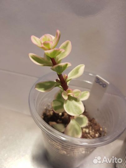 Портулакария афра вариегата