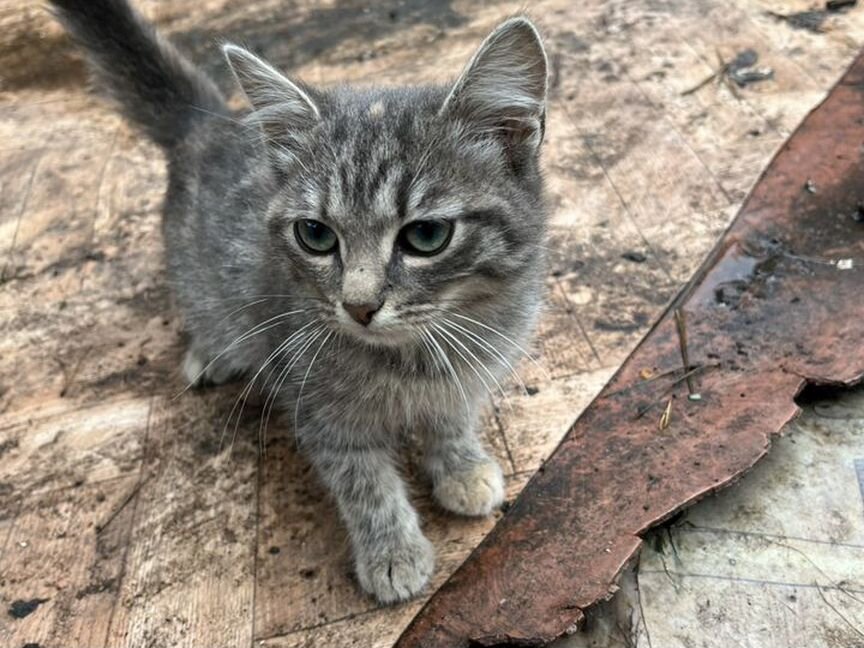 Котята в добрые руки даром