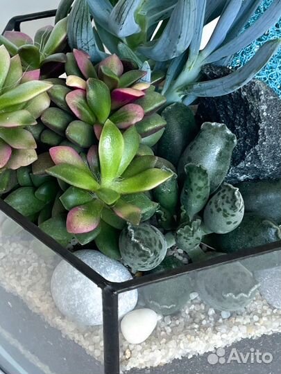Флорариум суккуленты