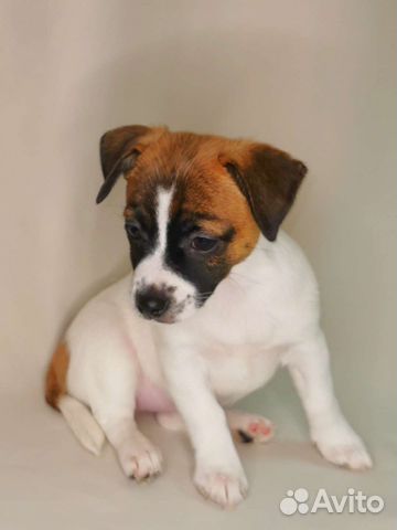 Джек Рассел терьер