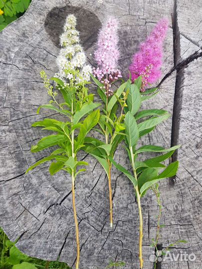 Спирея иволистная