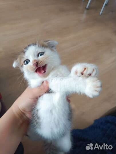 Шотландские котята