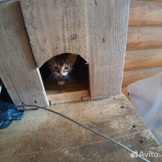 Котята в добрые руки 1 месяц