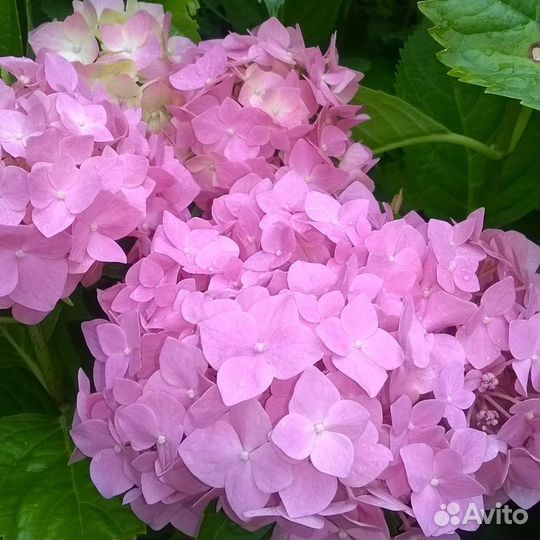 Цветы для сада