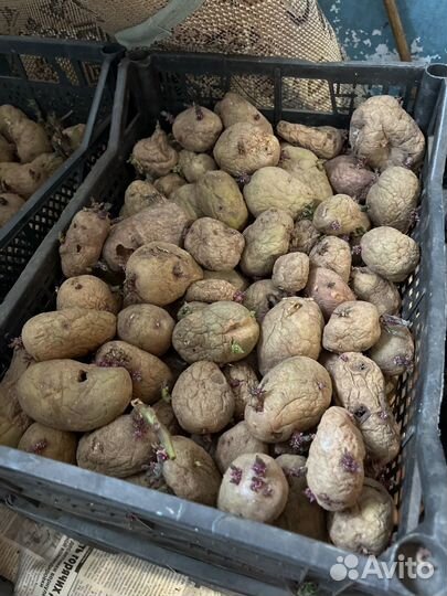 Семенной картофель