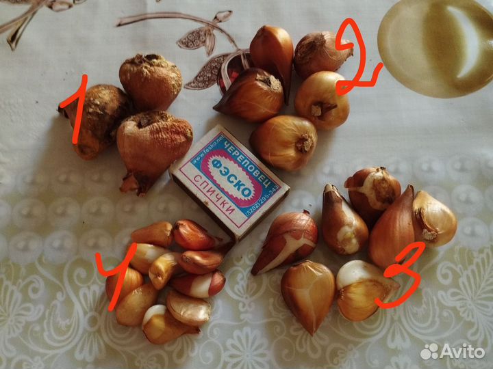 Тюльпан клубни