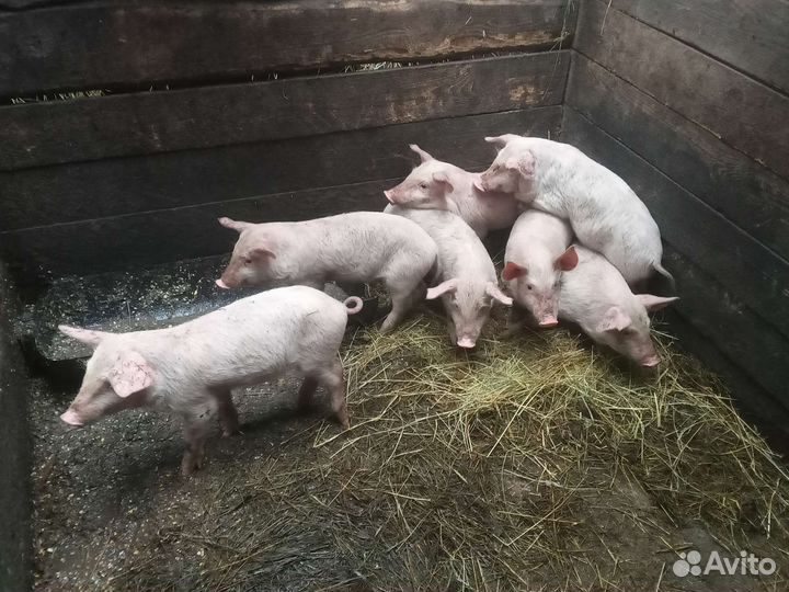 Поросята