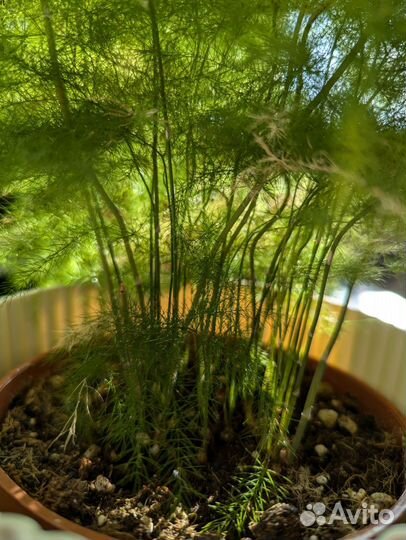 Аспарагус перистый