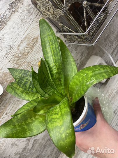 Сансевиерия ханни