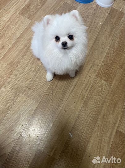 Померанский шпиц вязка кобель