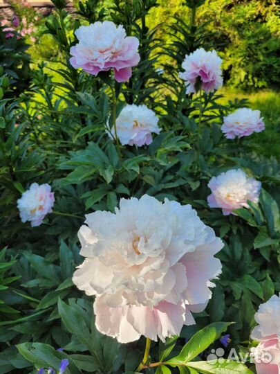 Пионы травянистые