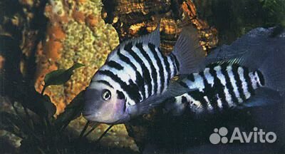 Большой путеводитель по аквариуму Тьери Мэтр-Аллен