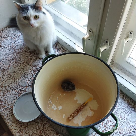 Передержка животных