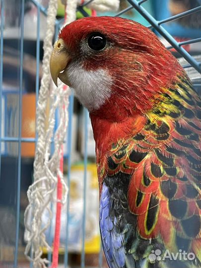 Попугай розелла пестрый и красный, Самцы