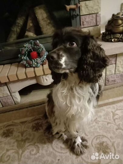 Спаниель на вязку