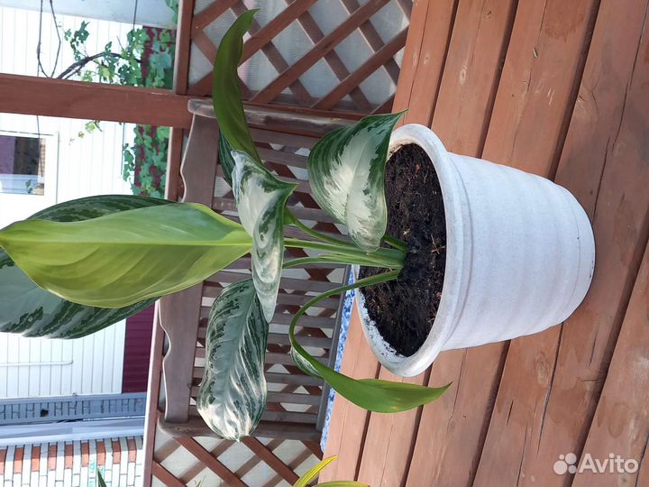 Диффенбахия