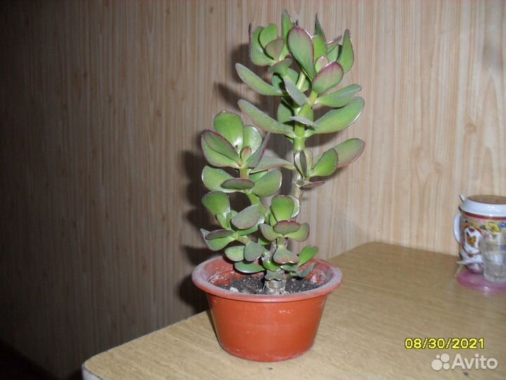 Толстянка древовидная 4 штуки