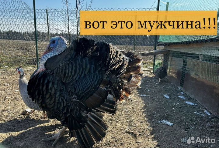 Индюшата 1 месяц