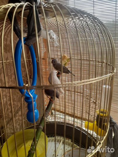 Амадины с клеткой