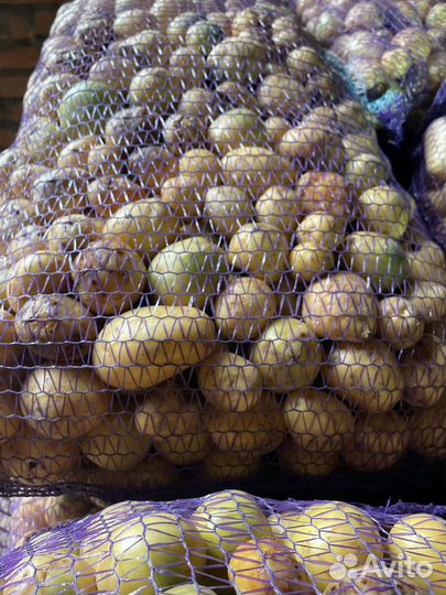 Картофель для животных