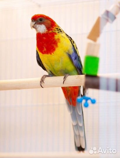 Розелла птенцы