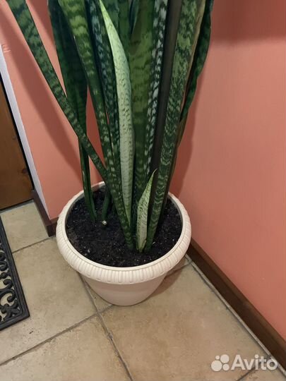 Сансевиерия