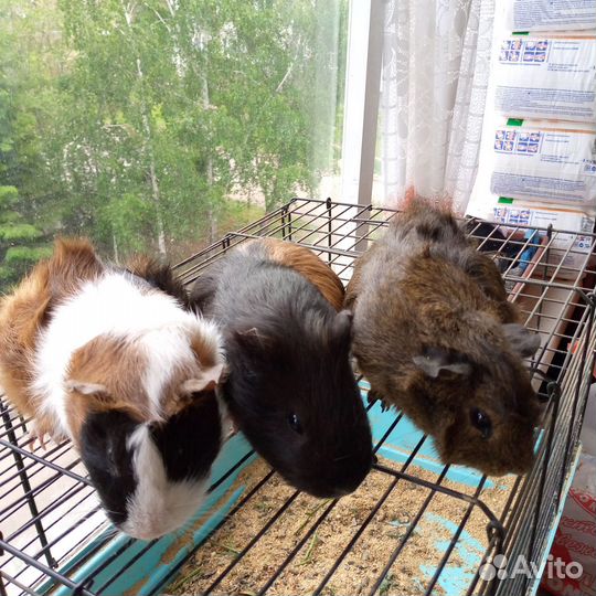 Морские свинки с клеткой