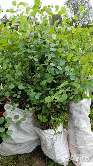 Ирга, тернослива, пузыреплодник, рябинник, сперея