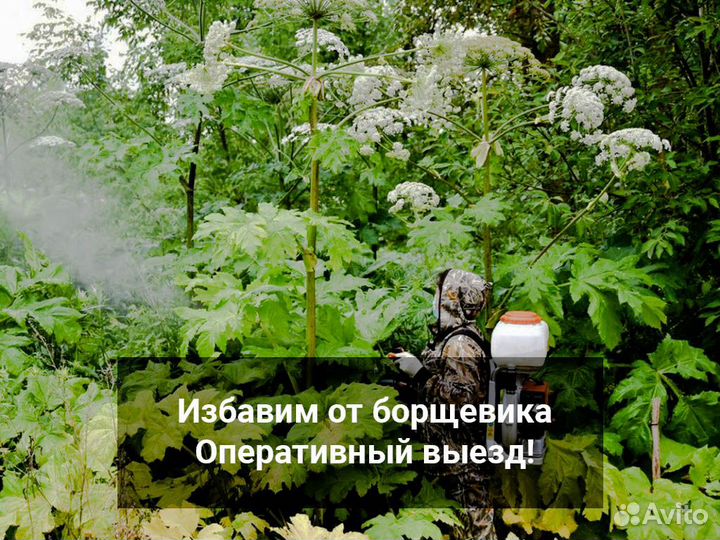 Уничтожение клопов, Кротов Клещей Комаров Ос Мышей