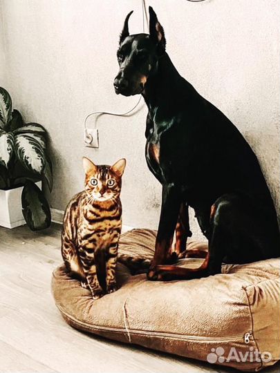 Зоогостиница для животных, передержка питомцев