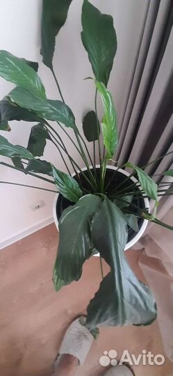 Спатифиллум