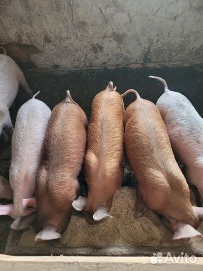 Поросята