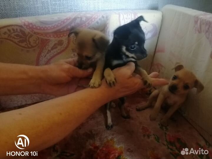 Той-терьер щенки