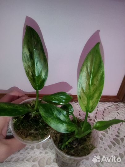 Филодендроны и Сциндаптусы