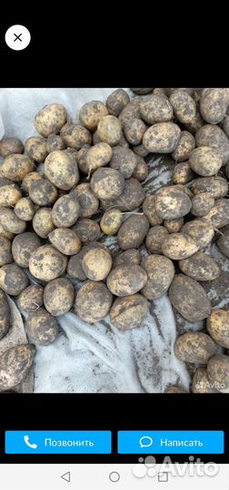 Продам картофель