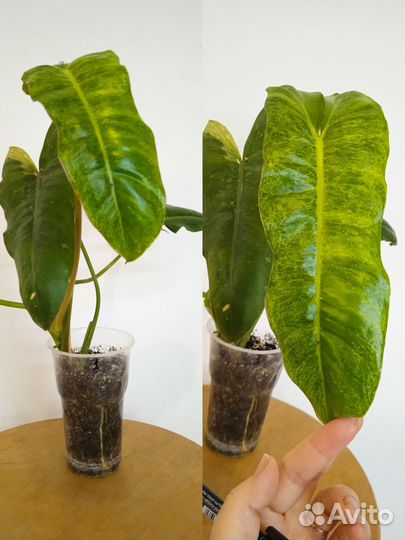 Филодендрон параисо верде