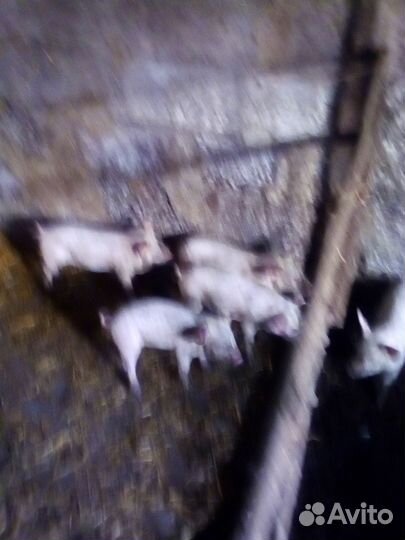 Поросята мясной породы