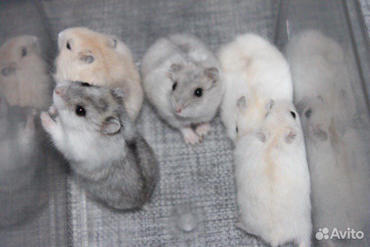 Джунгарские хомячки разных окрасов